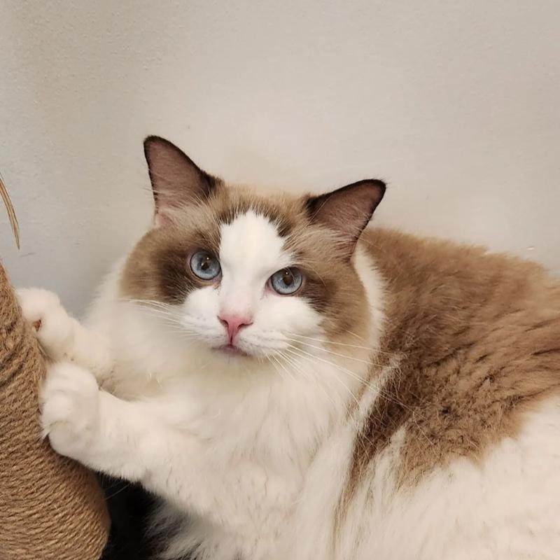 Top 10 Best Cat Grooming Shops in KL & Selangor 2025 17 cat-mart-