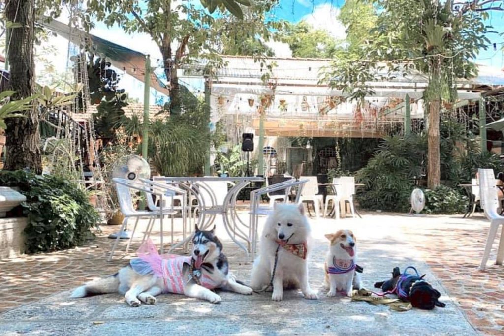 Top 10 Best Pet Friendly Restaurants in Penang 2025 9 Breakfast-From-The-Barn-