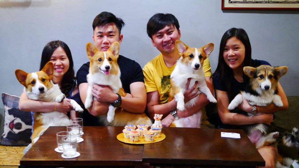 Top 10 Best Pet Friendly Restaurants in Penang 2025 3 Corgi-The-Gang-Pet-Cafe-