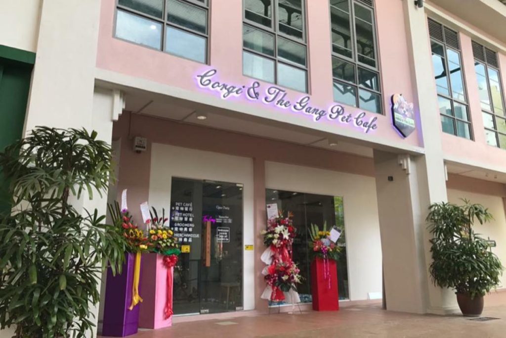 Top 10 Best Pet Friendly Restaurants in Penang 2025 2 Corgi-The-Gang-Pet-Cafe