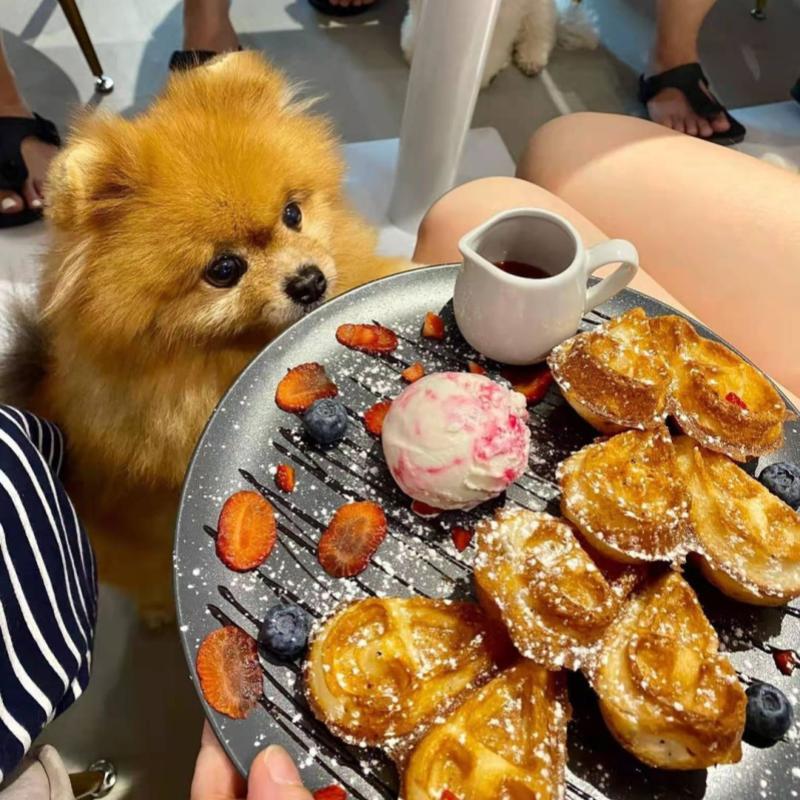 Top 10 Best Pet Friendly Restaurants in Penang 2025 19 Dream-Poms-Cafe-