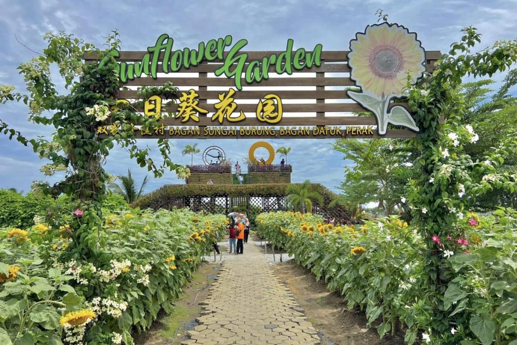 Top 10 Best Things To Do Near Teluk Intan 2025 6 Sunflower-Garden-