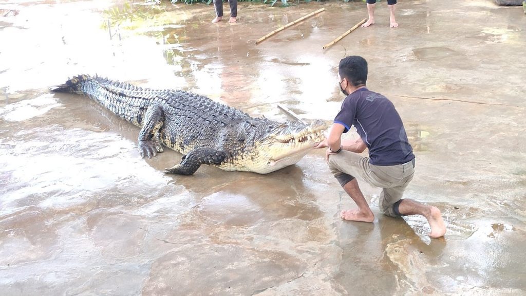Top 10 Best Things To Do in Tuaran 2025 19 Tuaran-Crocodile-Farm-