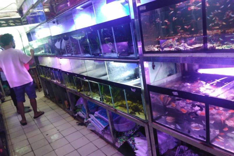 10 Best Aquarium Shop in Johor 2024 Fish Haven
