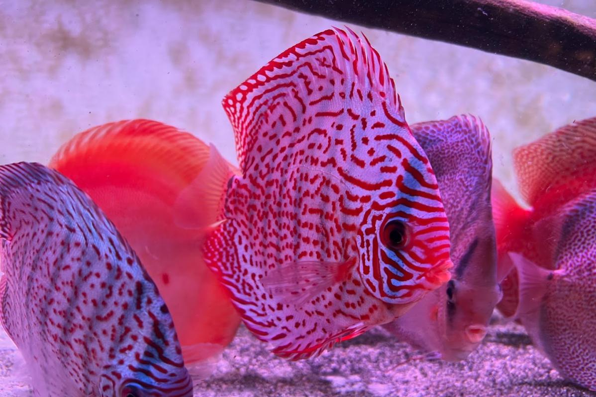 10 Best Aquarium Shop in Johor 2024 Fish Haven