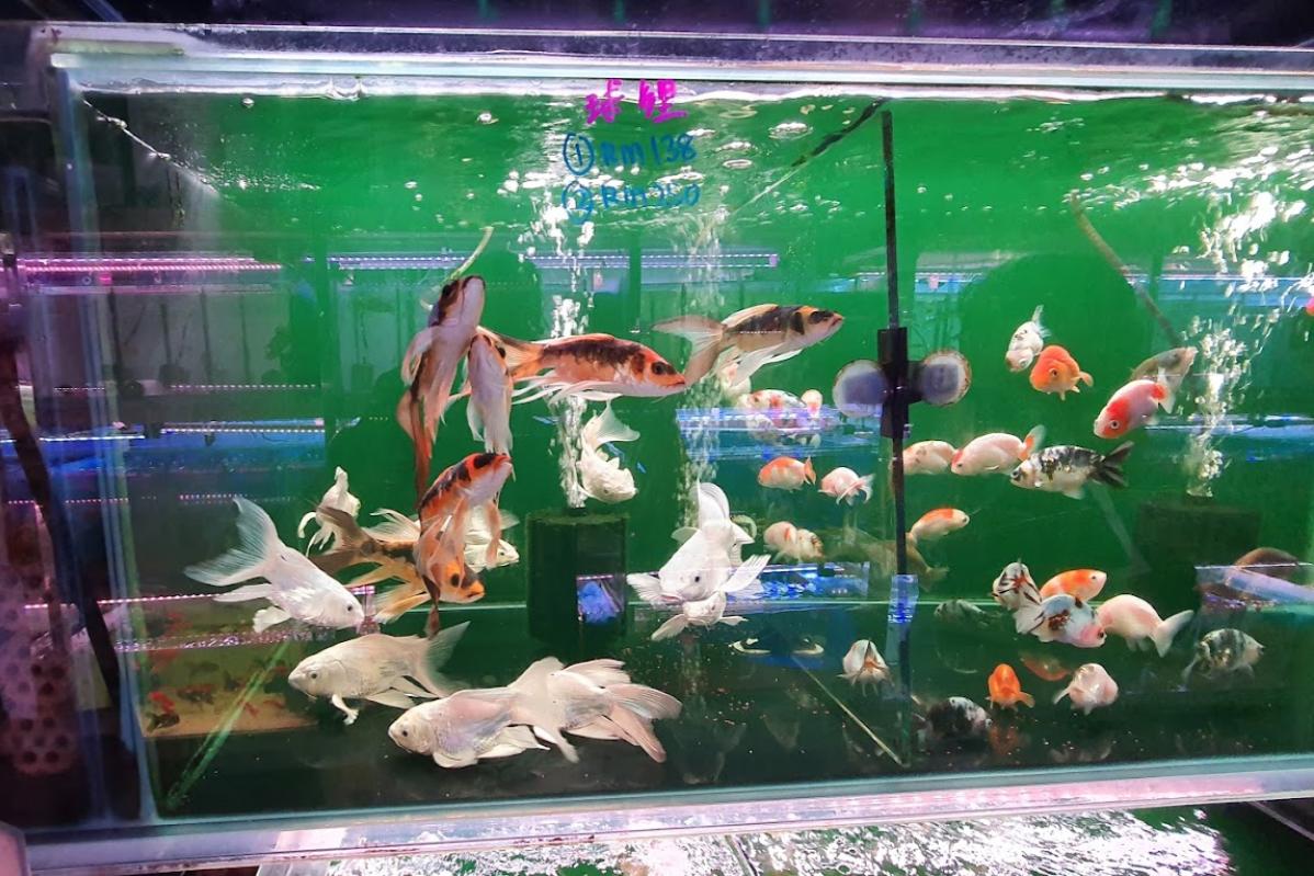 Top 10 Aquarium Shops in JB 2025 5 Coral-Aquarium-