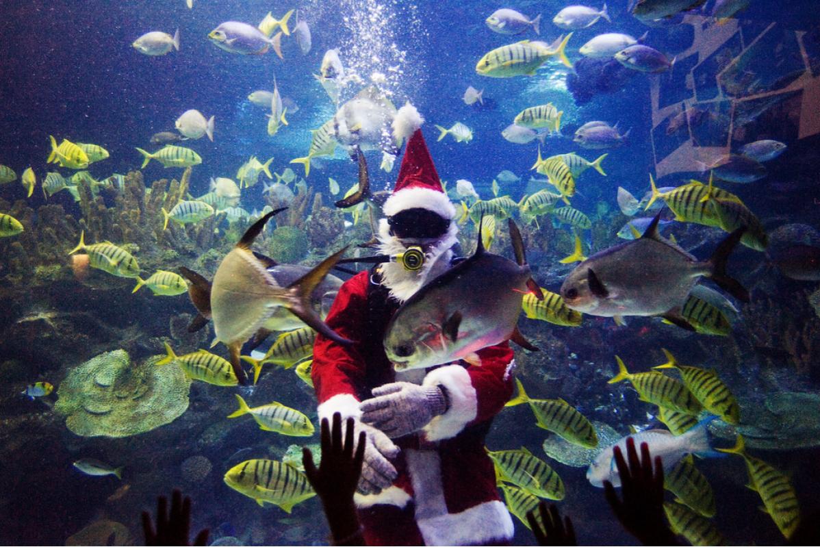 Top 10 Best Things To Do In Aquaria KLCC 2025 18 Go-Aquatheatre-to-watch-feeding-session-