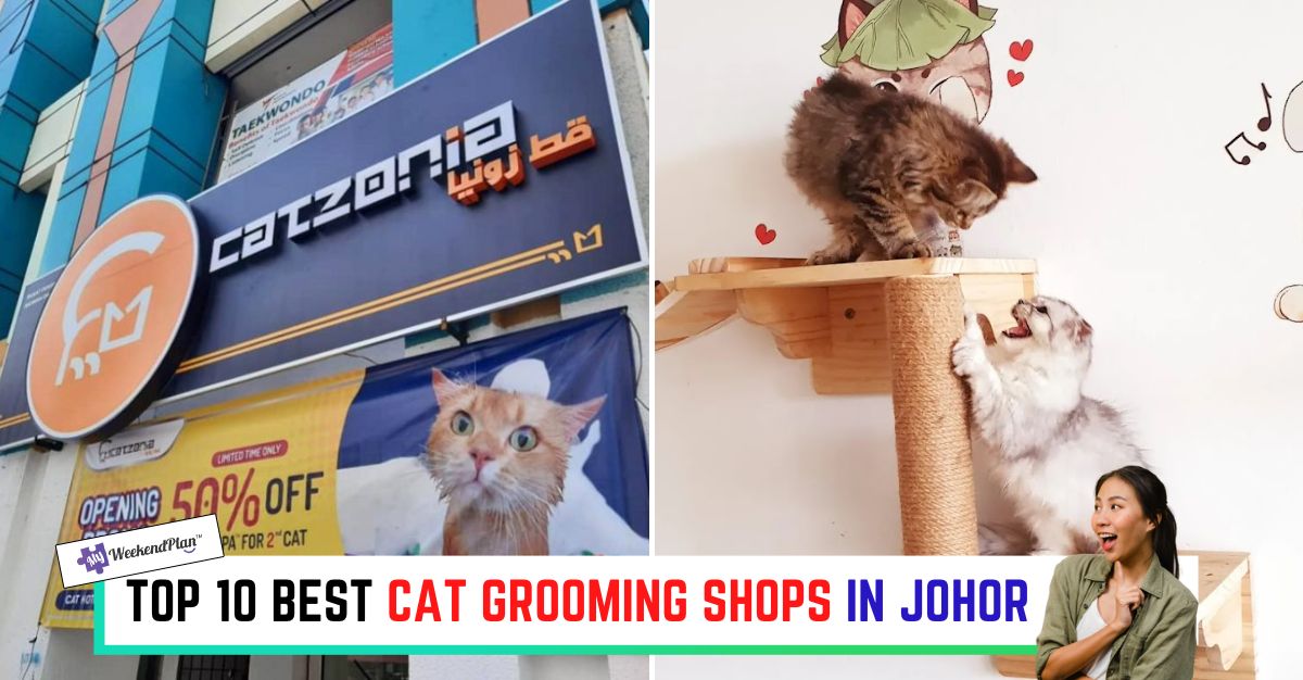 TOP--BEST-CAT-GROOMING-SHOPS-IN-JOHOR