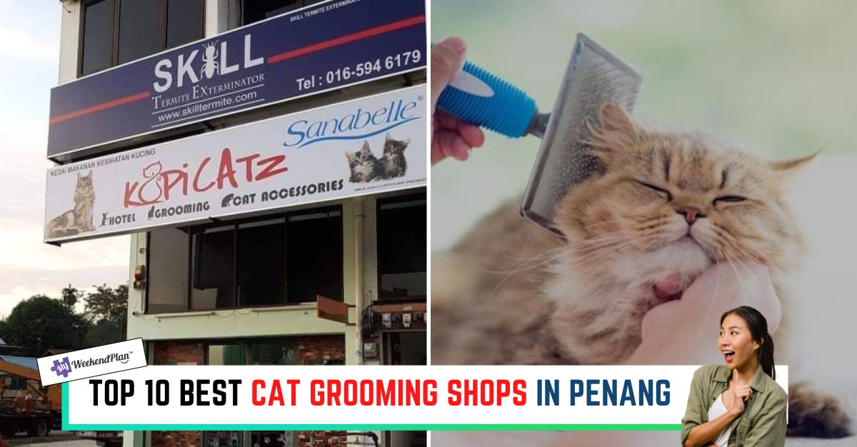 TOP--BEST-CAT-GROOMING-SHOPS-IN-PENANG