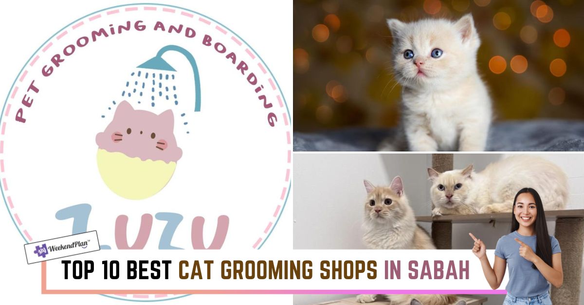 TOP--BEST-CAT-GROOMING-SHOPS-IN-SABAH