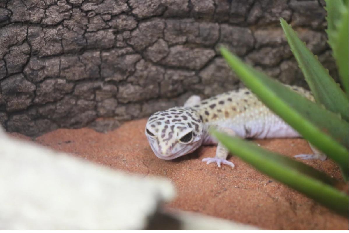 Top 10 Best Things To Do In Aquaria KLCC 2025 10 Visit-Jewels-of-Jungle-exhibit-