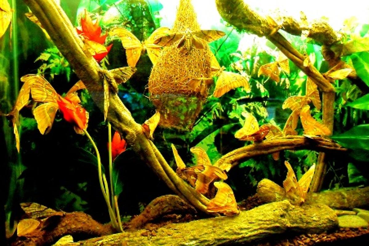 Top 10 Best Things To Do In Aquaria KLCC 2025 9 Visit-Jewels-of-Jungle-exhibit