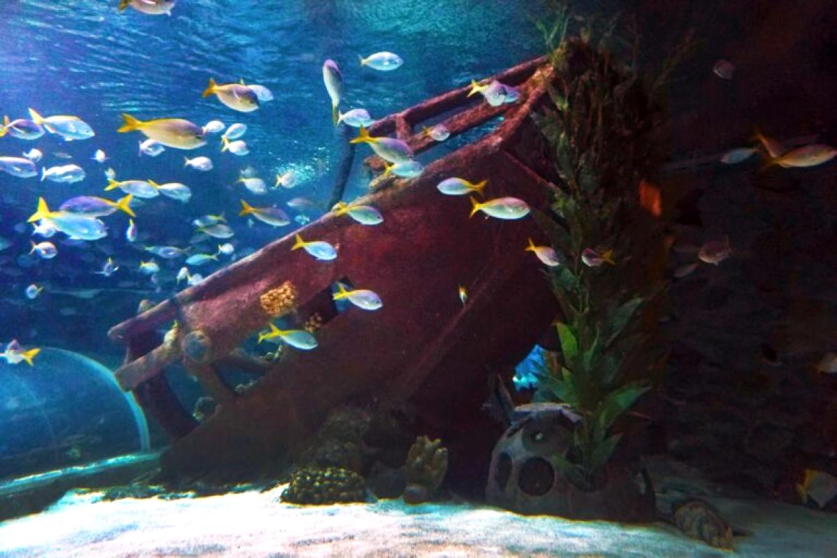 Top 10 Best Things To Do In Aquaria KLCC 2025 8 Visit-Shipwreck-exhibit-