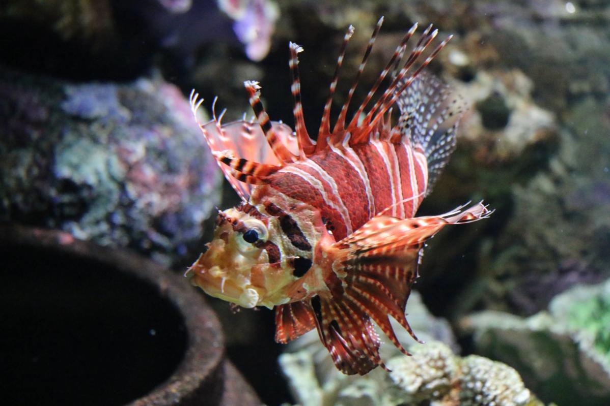 Top 10 Best Things To Do In Aquaria KLCC 2025 7 Visit-Shipwreck-exhibit