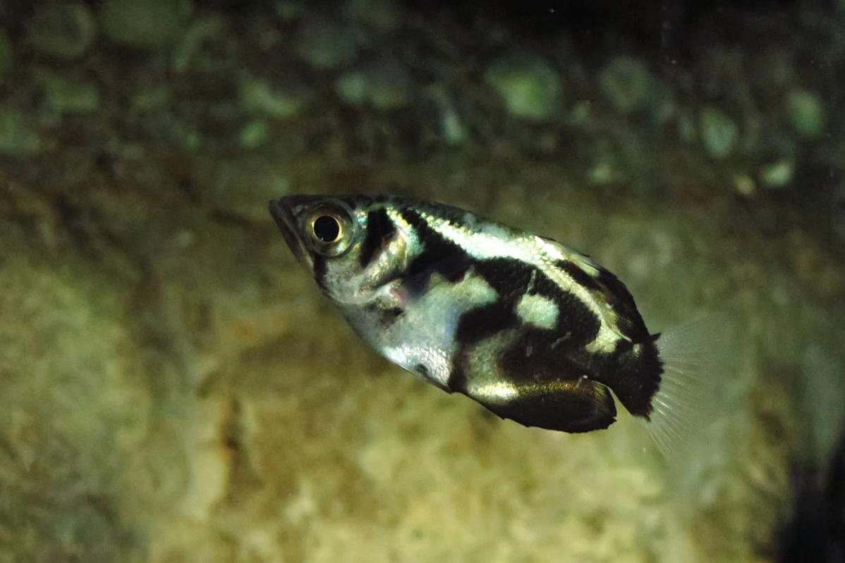 Top 10 Best Things To Do In Aquaria KLCC 2025 14 Visit-The-Coastal-exhibit-