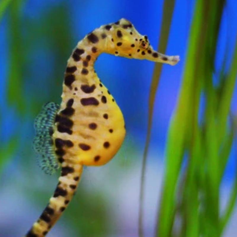 Top 10 Best Things To Do In Aquaria KLCC 2025 22 Visit-The-Station-Aquarius-exhibit-