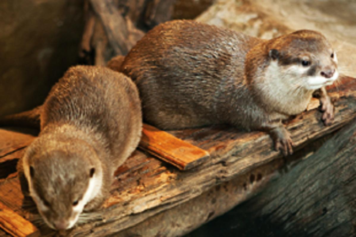 Top 10 Best Things To Do In Aquaria KLCC 2025 6 Visit-The-Stream-exhibit-