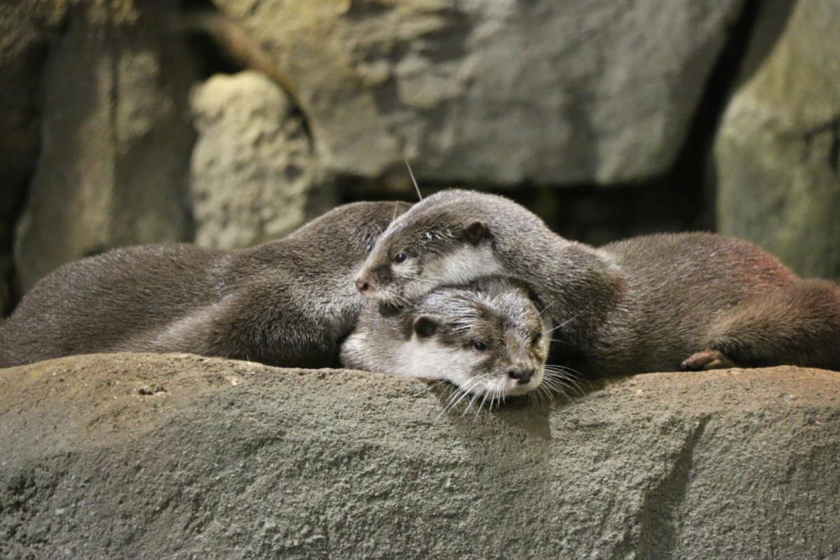 Top 10 Best Things To Do In Aquaria KLCC 2025 5 Visit-The-Stream-exhibit