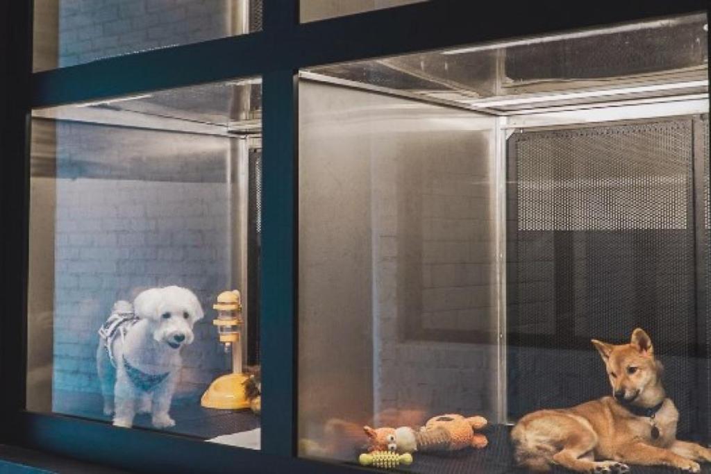 Top 10 Best Pet Hotels in Malaysia 2025 5 Cocomomo-Urban-Pets-Hotel