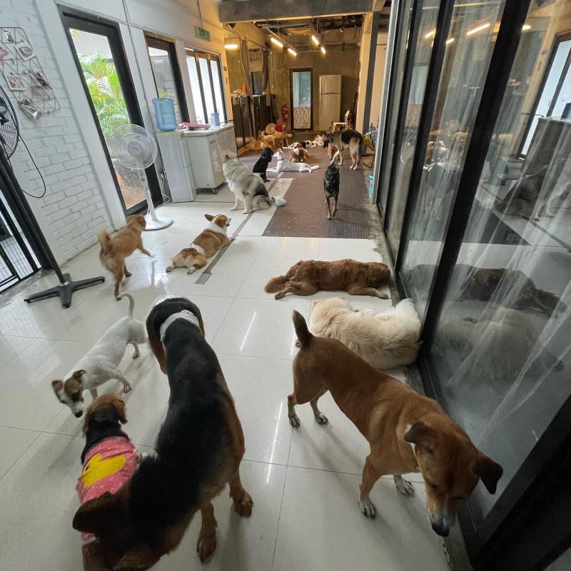 Top 10 Best Pet Hotels in Malaysia 2025 7 Fetch-Me-Later-Pet-Resort-dogs