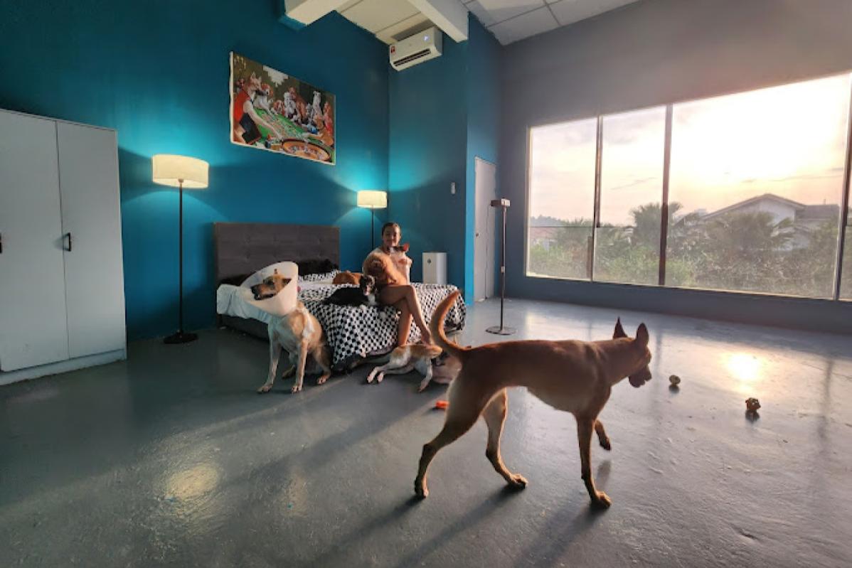 Top 10 Best Pet Hotels in Malaysia 2025 15 Fluffy-Family-Pet-Boarding-interior