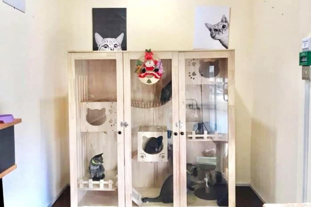 Top 10 Best Pet Hotels in Malaysia 2025 17 Jibams-Palace-homely-environment