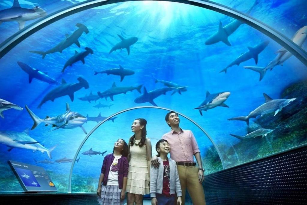 Discover Langkawi: Your Ultimate Island Adventure Itinerary! 7 a walk through Underwater World Langkawi