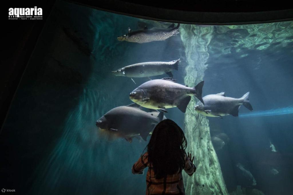 Top 10 Best Places for Anniversary Celebrations in KL 2025 4 Aquaria-KLCC-fish