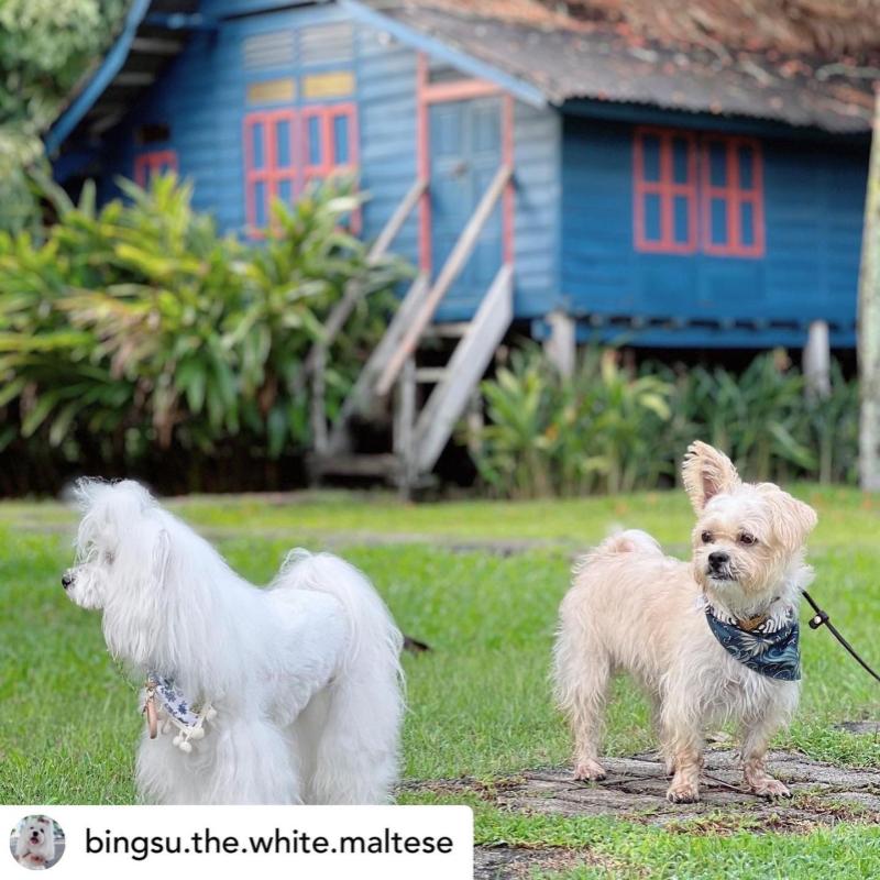 Top 10 Best Pet-Friendly Hotels in Malaysia 2025 9 Bon-Ton-pet-friendly-haven