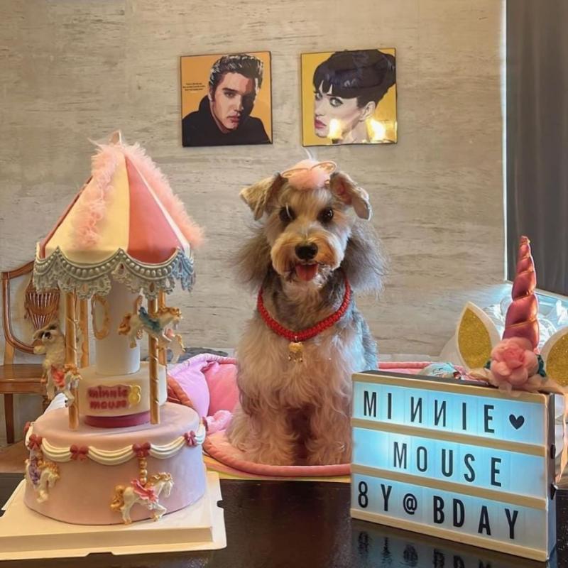 7 Hotel Mesra Haiwan Peliharaan Terbaik di Pulau Pinang 2025 5 dog-birthday-celebration-at-Kim-Haus
