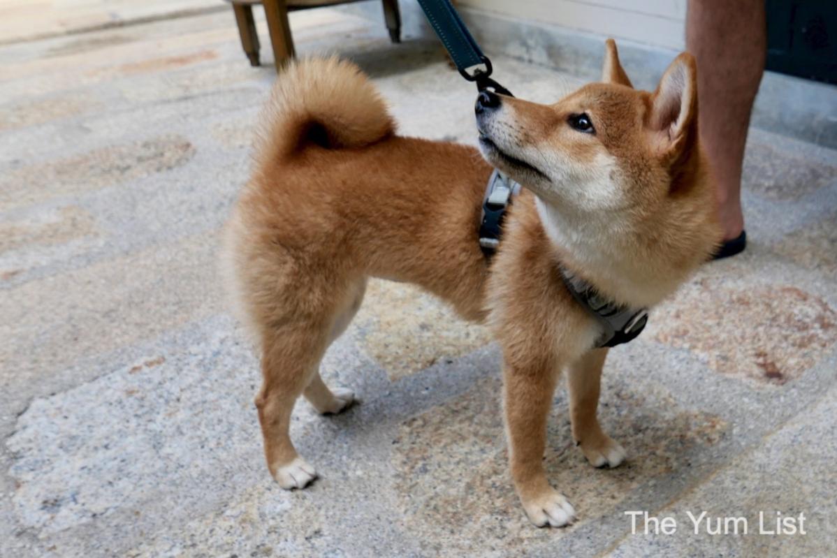 7 Hotel Mesra Haiwan Peliharaan Terbaik di Pulau Pinang 2025 9 dog-on-leash