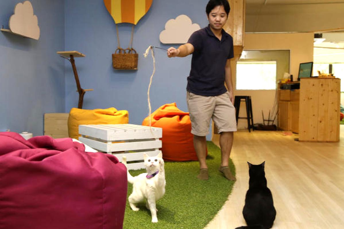 Top 10 Best Places for Anniversary Celebrations in KL 2025 18 Purradise-Cat-Cafe