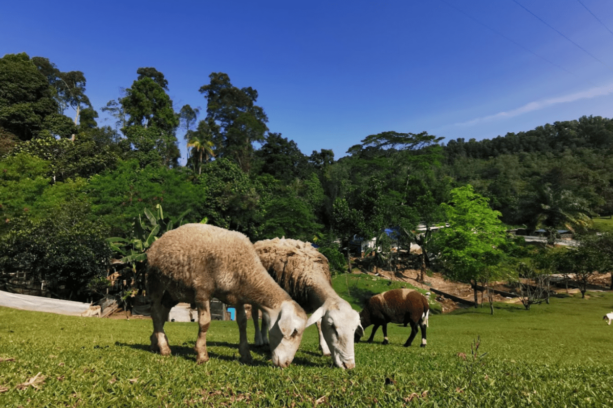 Bukit Jelutong Mini Zoo Free Admission for All! 2 ecopark 1