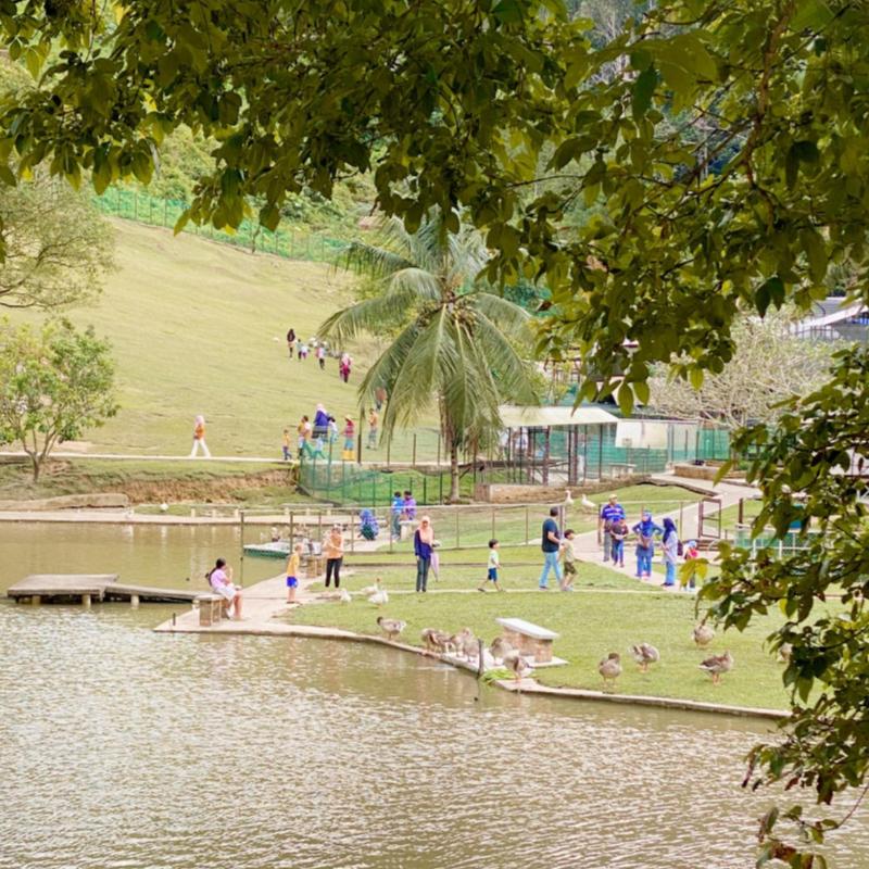 Bukit Jelutong Mini Zoo Free Admission for All! 5 ecopark 2