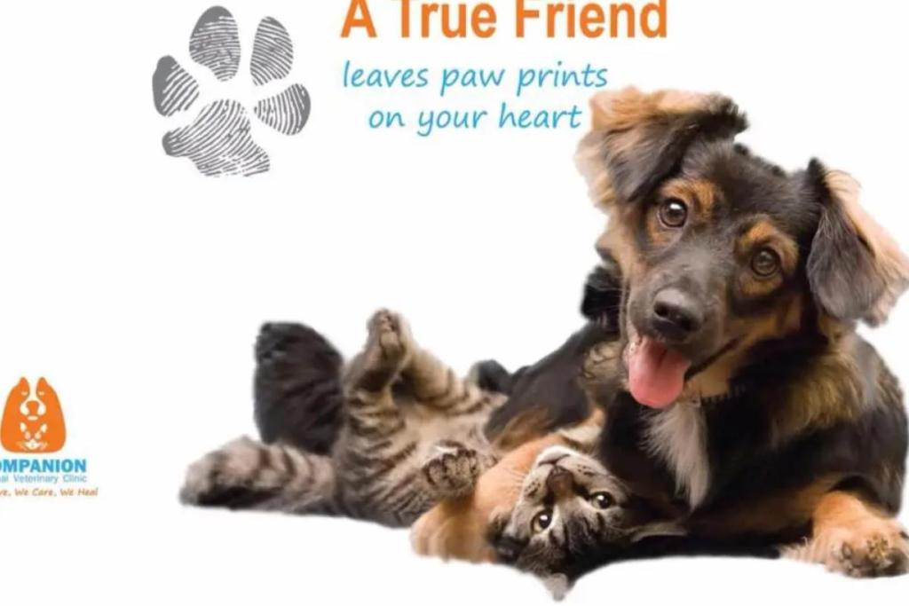 10 Klinik Veterinar Terbaik di KL & Selangor 2025 21 Companion Animal Veterinary Clinic 1