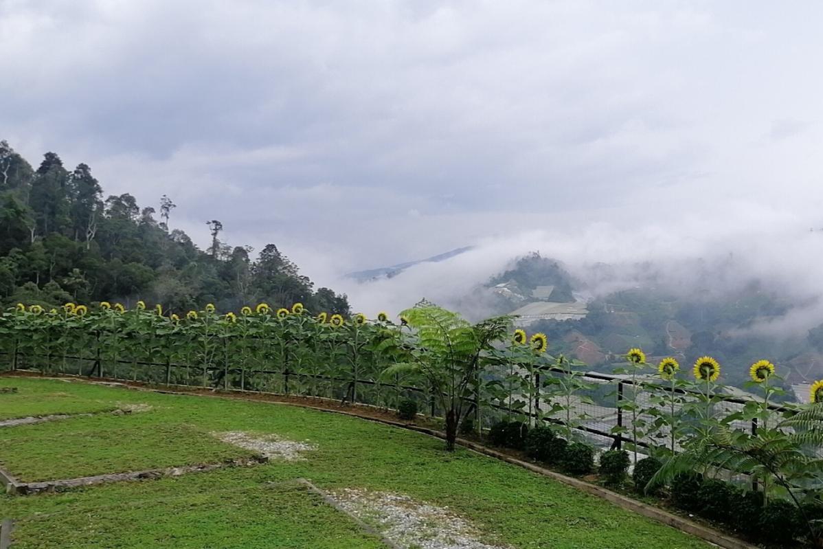 Top 10 Best Camping Sites in Malaysia 2025 19 farm-overlooking-Bertam-valley