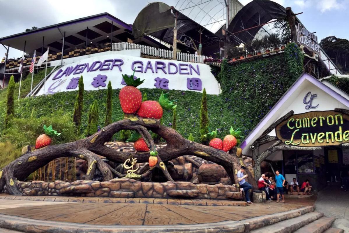 Cameron Highlands Itinerary Guide: Explore Nature 2 Discover Lavender Garden Cameron Lavender