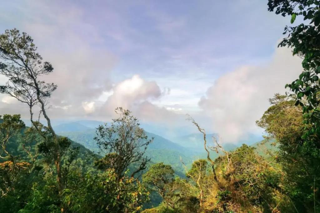 Cameron Highlands Itinerary Guide: Explore Nature 7 Discover Mossy Forest 1