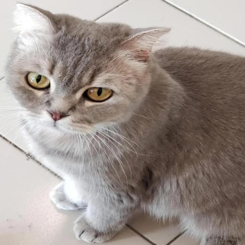 10 Klinik Veterinar Terbaik di KL & Selangor 2025 11 Klinik Haiwan Ivet Petcare PJ 1