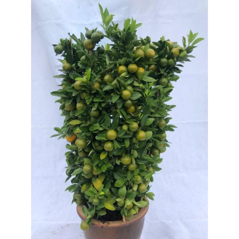 Top 8 Best Chinese New Year Flowers and Plants to Bring Luck in the Year of the Snake 2025 12 Lime Tree