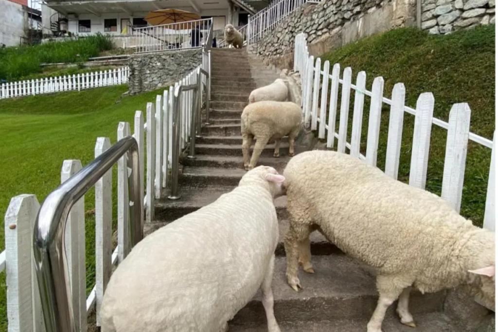 Cameron Highlands Itinerary Guide: Explore Nature 9 Meet The Cute Sheeps At The Sheep Sanctuary 1