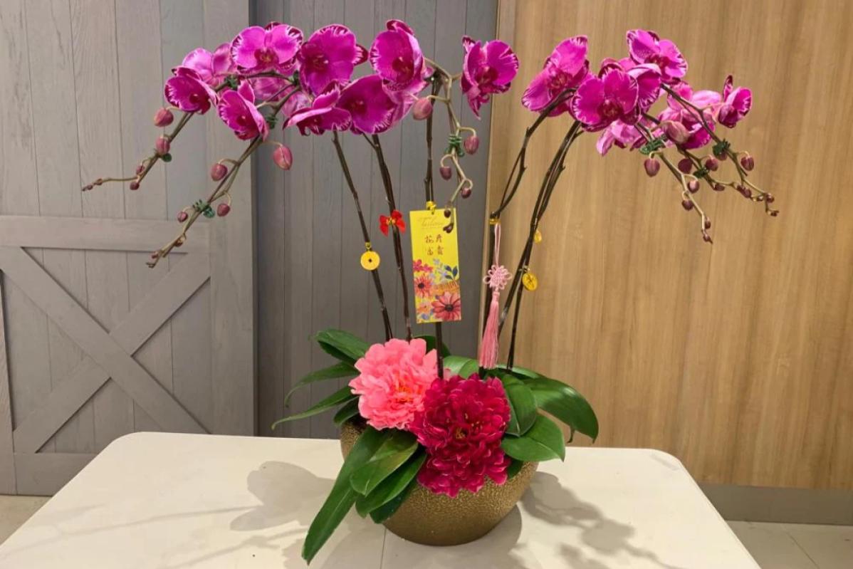 Top 8 Best Chinese New Year Flowers and Plants to Bring Luck in the Year of the Snake 2025 6 Orchids