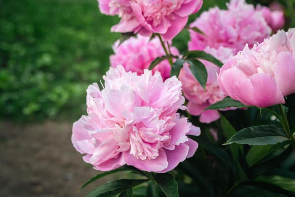 Top 8 Best Chinese New Year Flowers and Plants to Bring Luck in the Year of the Snake 2025 4 Peonies