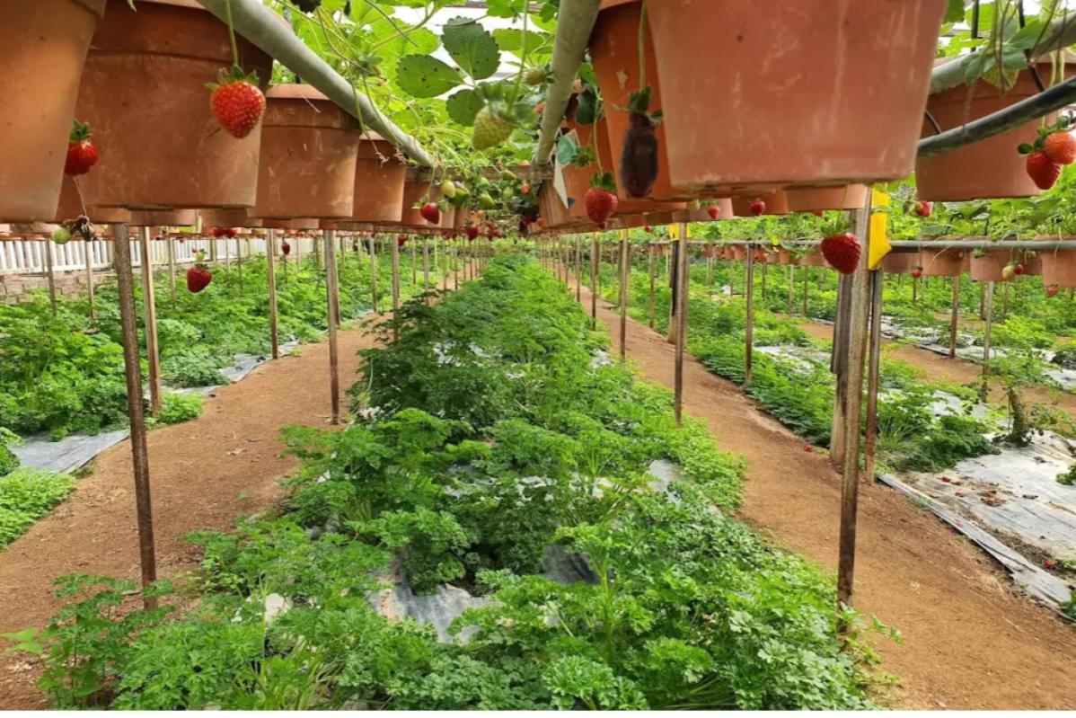 Cameron Highlands Itinerary Guide: Explore Nature 5 Pick Strawberries At Big Red Strawberry Farm 1