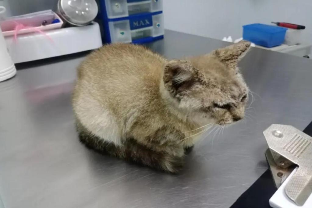 10 Klinik Veterinar Terbaik di KL & Selangor 2025 9 Sacred Hearts Animal Clinic 1