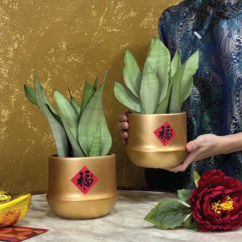 Top 8 Best Chinese New Year Flowers and Plants to Bring Luck in the Year of the Snake 2025 11 Snake Plant