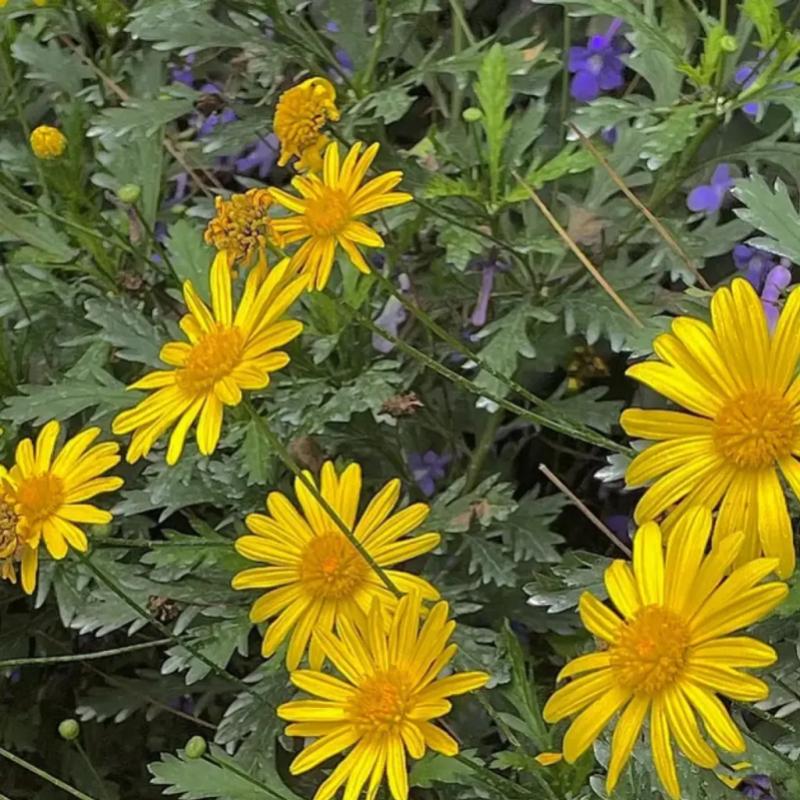 Cameron Highlands Itinerary Guide: Explore Nature 17 Unravel The Beauty Of Cameron Highlands Flora Park 1