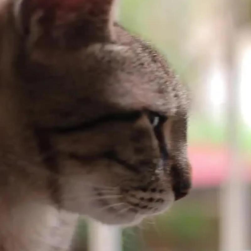 10 Klinik Veterinar Terbaik di KL & Selangor 2025 15 Vets for Pets Animal Clinic VPAC 1