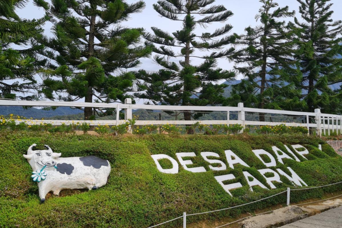 Top 10 Best Budget Vacations Below RM 200 in Malaysia 2025 8 desa-dairy-farm-sign