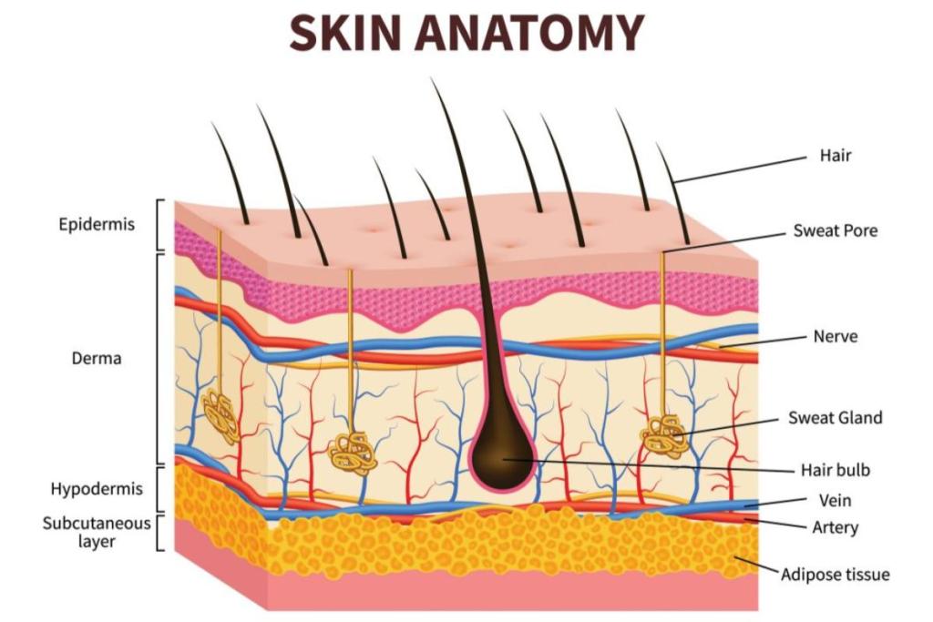 Top 10 Best Ingredients That Lighten Skin in Malaysia 2025 1 skin